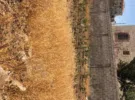 Amman ‏Jawa