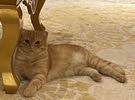 Scottish mix Persian Male Cat