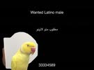 Latino bird