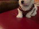 Cute two and a half months old male Maltese puppy.