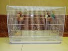 3 Bird-Budgies for a great deal with Cage