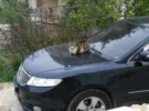 Kia ‏Other ‏2009