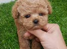 HEALTHY POODLE FOR SALE
