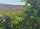 Amman ‏Al Gardens