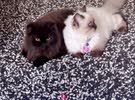 قطة هملايا و قطة شيرازية بيكي فيس