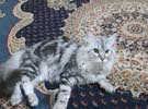 قط شيرازي ذكر  للبيع نشيط يحب اللعب