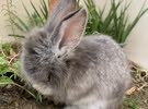 أرانب الزينه أنقورا هولندي فاخر - الرجاء قراءة الوصف - Angora Holland rabbits