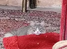 هونور ‏X9b هونور ‏256 جيجابايت ‏برتقالي