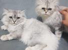 قطتين للبيع شيرازي  عمر سنه ونصف ب3500