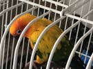 parrot for sale للبيعة بغبغاء