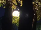 هونور ‏هونور 7X ‏128 جيجابايت ‏أسود