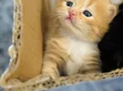أبل ‏ايفون 15 برو ماكس ‏256 جيجابايت ‏رمادي