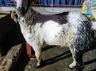 3 goats for sale