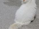 قط هملايا اورنج عمر 8 اشهر