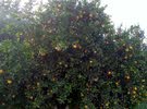 ليم حسناء و بوصرة وليم حلوو و ليمون مزرعة للبيع في الشجرة