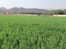 مطلوب ارض زراعية للاستثمار في سلطنة عمان - السنينة او عبري