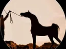 مرسيدس بنز ‏الفئة-CLK ‏CLK 320 ‏2025