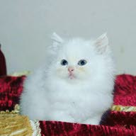 قطط للتبني وللبيع قطط صغيرة قطط شيرازي قطط في الإمارات مع