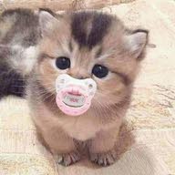 CAT متجر