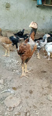 دجاج باكستاني في الاردن على السوق المفتوح