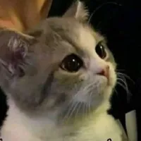 هانت