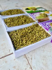 iranian green kashmar raisins