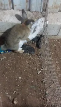 أبو هيثم المدينه