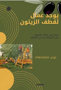 عمال لقطف الزيتون