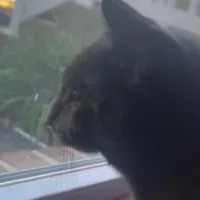 Psychiatrist -Nablus