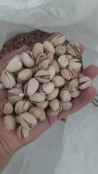 iranian jumbo pistachio with perfect quality