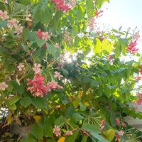 أوبل ‏فرونتيرا ‏1993