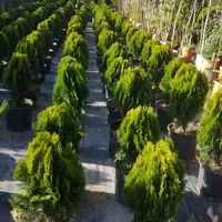 كيا ‏فورتي ‏Standard ‏2015