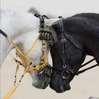 صهيب الزواهرة