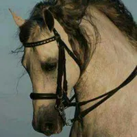 هدى هدى