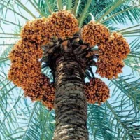 Tripoli ‏Alswani