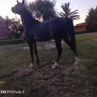 هونور ‏X5 هونور ‏128 جيجابايت ‏تركواز