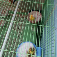 شيري ‏iCar ‏2011