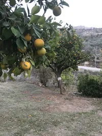 محمد رمضان