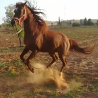 نيسان ‏الميرا ‏2006