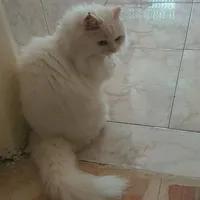 ام تامر