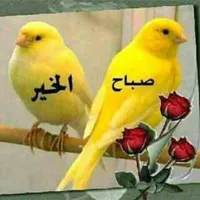 محمد ابوالليل