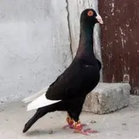 أحمد النبالي