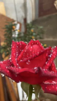 ابو  عبدالله