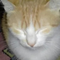 أسماء الصوالحه