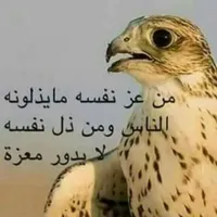 يزيد  المعايطة 