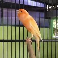 عاشق الطيور