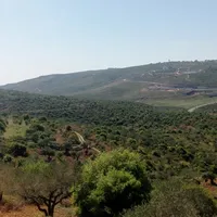 يوسف الديك