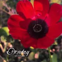 yoy