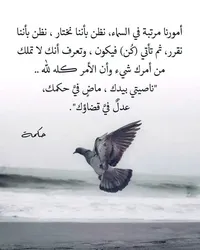 Nisreen Shafei