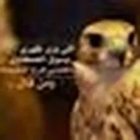 مهند ابويحى الجراوين